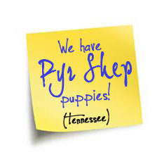 Pyrenean Shepherd Puppies - Tennessee
